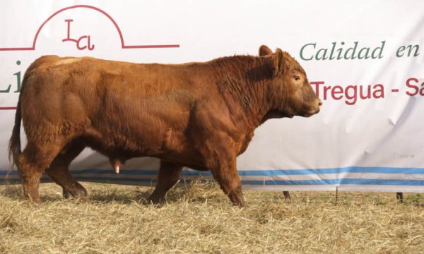 CORRAL 41 - N. 447
