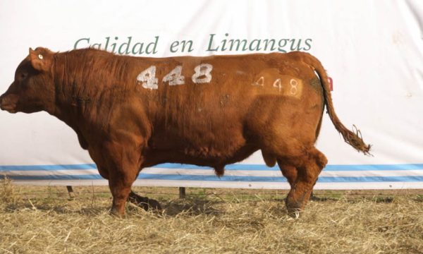 CORRAL 33 - N. 448