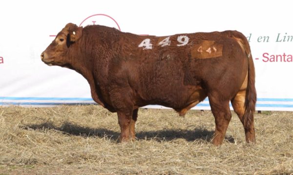 CORRAL 10 - N. 449