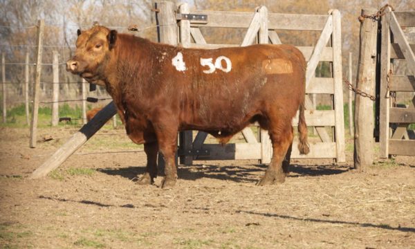 CORRAL 47 - N. 450