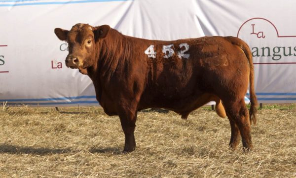 CORRAL 52 - N. 452