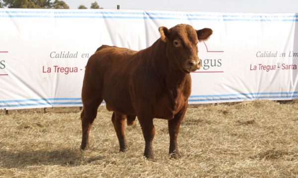 CORRAL 41 - N. 453