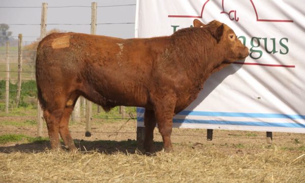 CORRAL 29 - N. 455