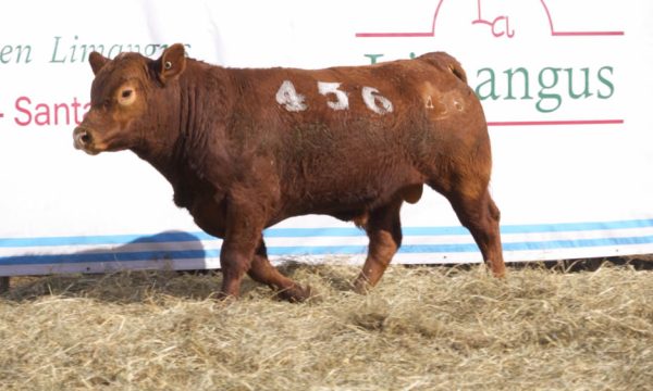 CORRAL 14 - N. 456