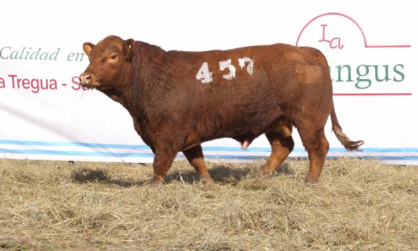 CORRAL 10 - N. 457
