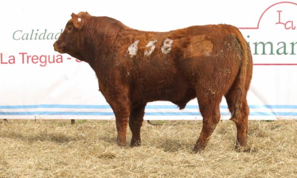 CORRAL 26 - N. 458