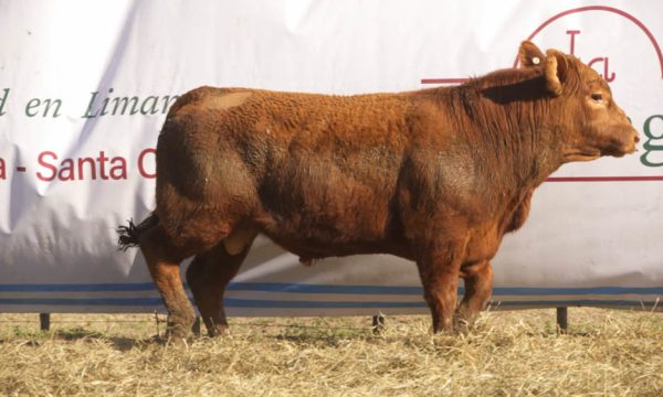 CORRAL 50 - N. 459