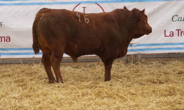 CORRAL 46 - N. 46
