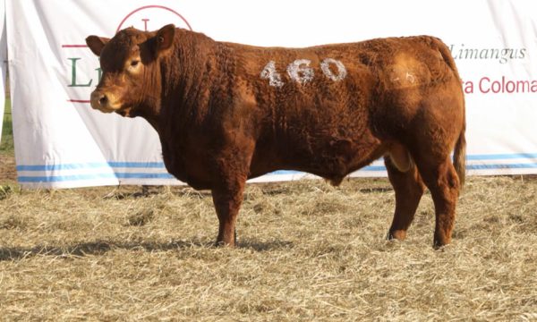 CORRAL 35 - N. 460