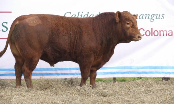 CORRAL 15 - N. 462