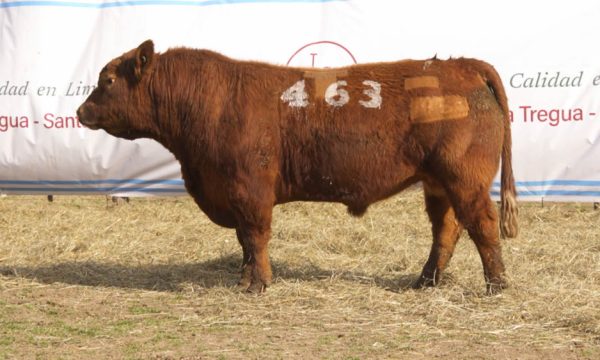 CORRAL 38 - N. 463
