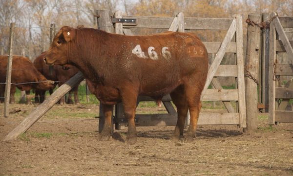 CORRAL 41 - N. 466