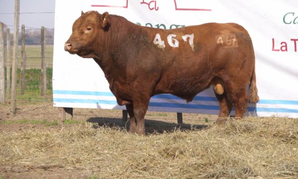 CORRAL 10 - N. 467