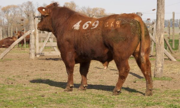 CORRAL 33 - N. 469