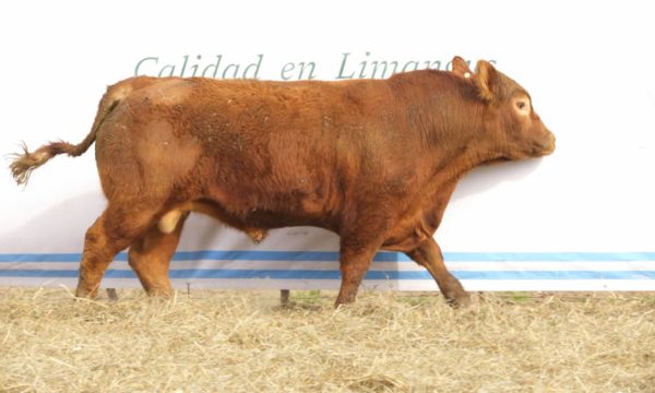 CORRAL 26 - N. 470