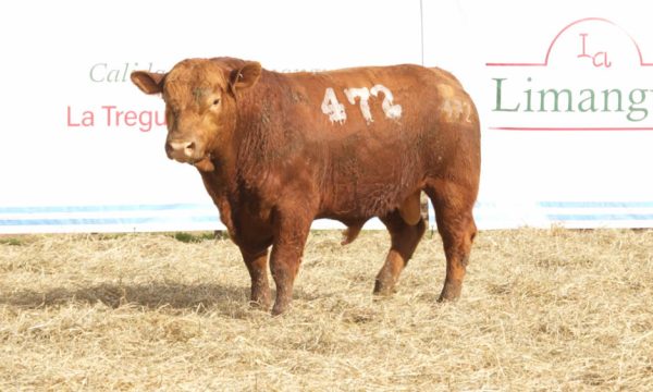 CORRAL 18 - N. 472