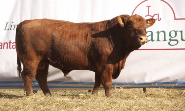 CORRAL 45 - N. 473