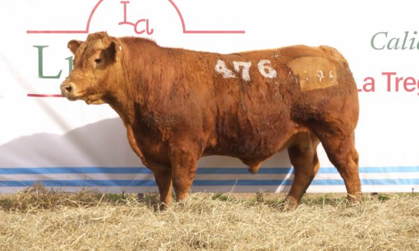 CORRAL 23 - N. 476