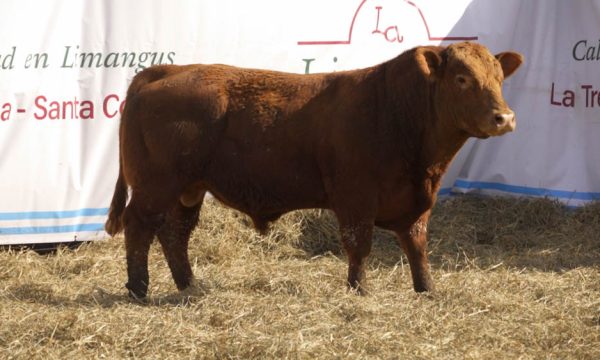 CORRAL 29 - N. 477