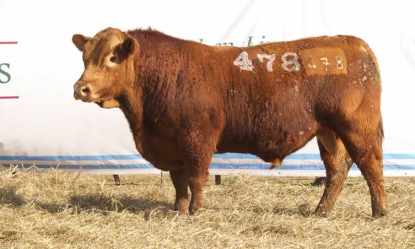 CORRAL 45 - N. 478