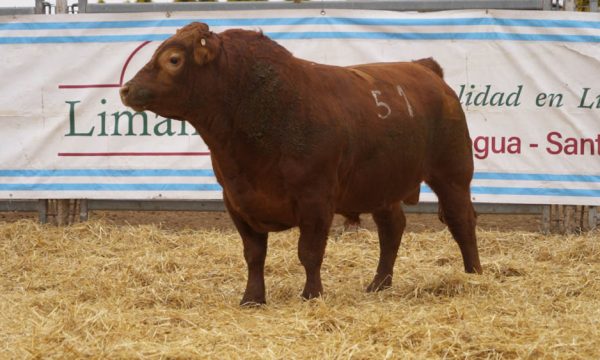 CORRAL 48 - N. 51