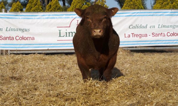 CORRAL 16 - N. 53