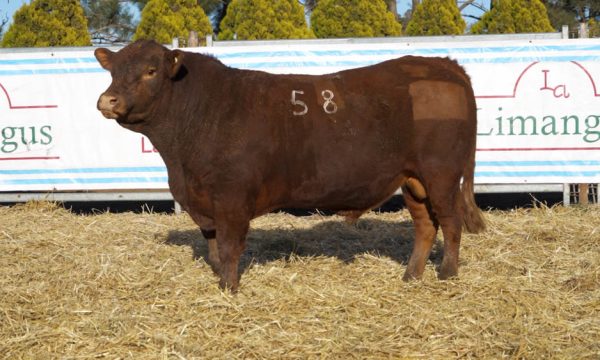 CORRAL 09 - N. 58
