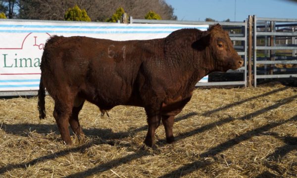 CORRAL 36 - N. 61