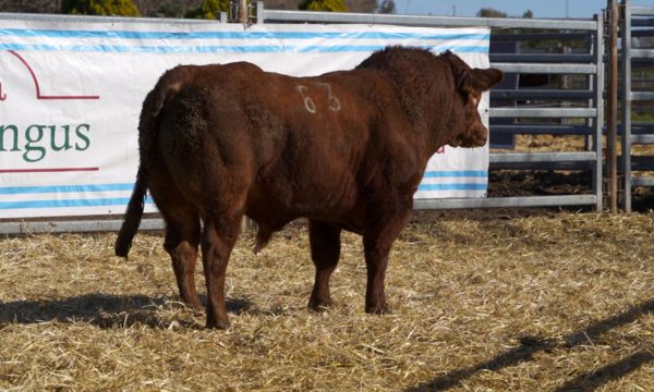 CORRAL 42 - N. 63