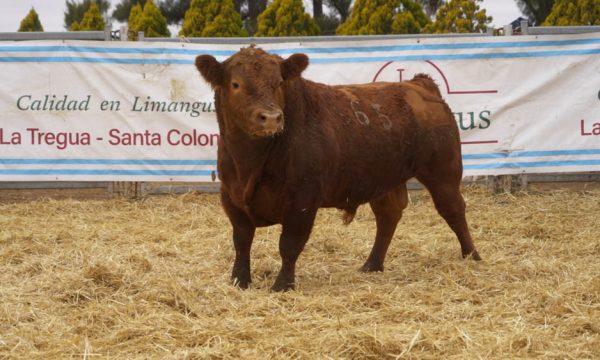 CORRAL 53 - N. 65