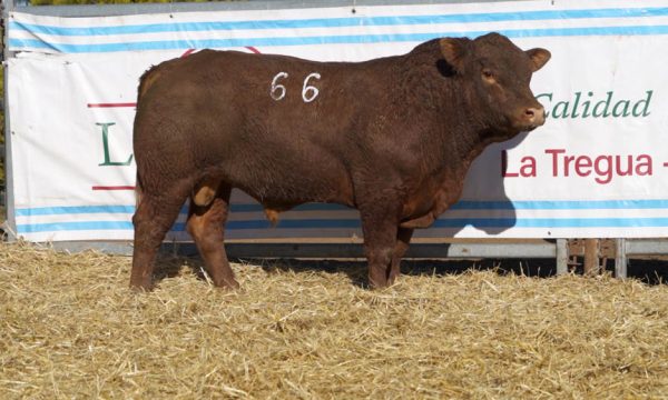 CORRAL 37 - N. 66