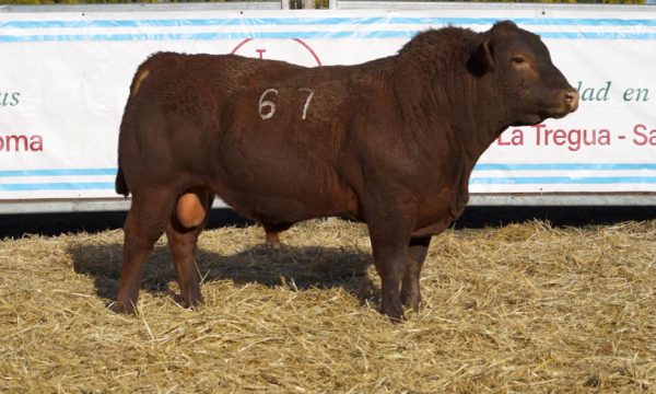 CORRAL 31 - N. 67