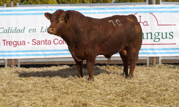 CORRAL 02 - N. 70