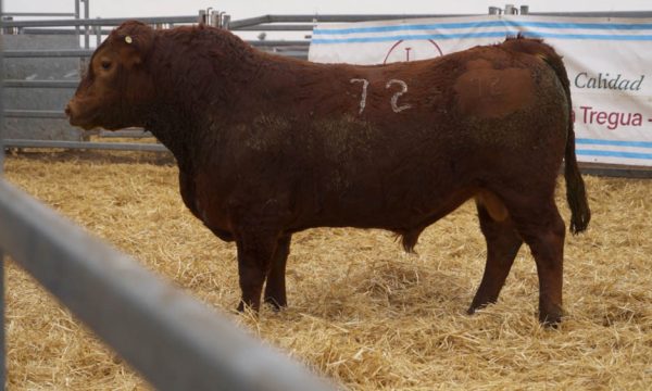 CORRAL 28 - N. 72