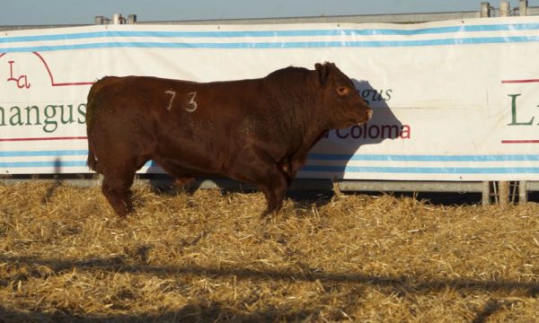 CORRAL 25 - N. 73