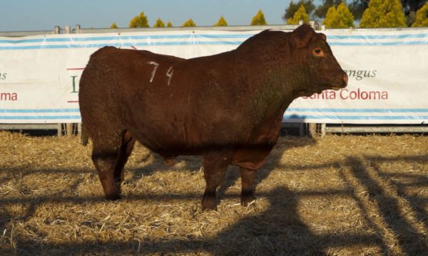 CORRAL 25 - N. 74