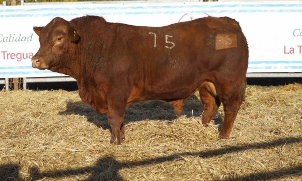 CORRAL 07 - N. 75