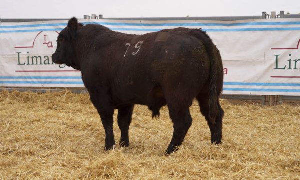 CORRAL 27 - N. 79