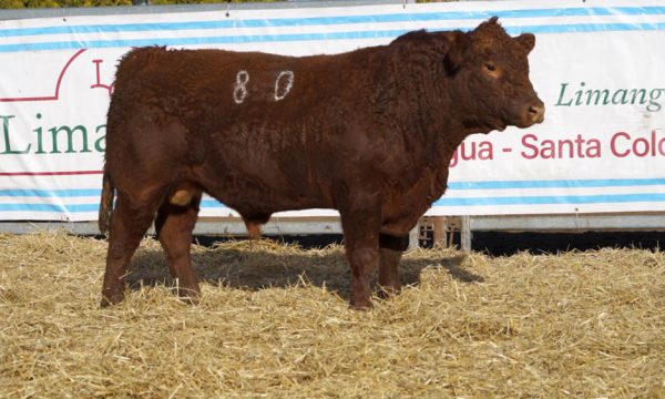 CORRAL 34 - N. 80