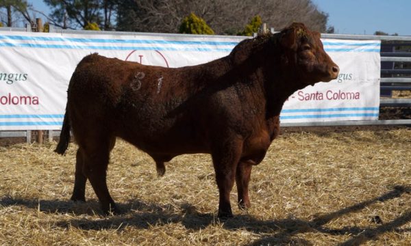 CORRAL 42 - N. 81