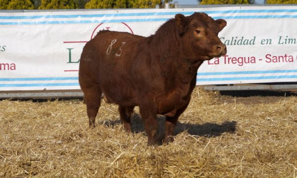 CORRAL 40 - N. 83