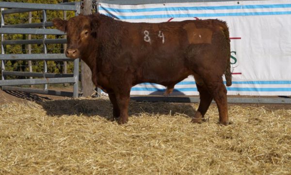 CORRAL 06 - N. 84