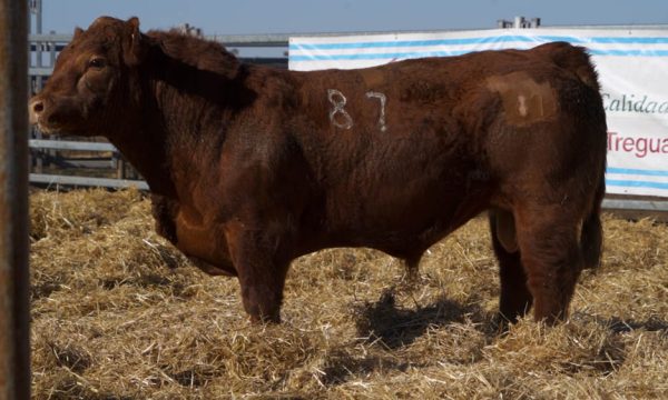 CORRAL 43 - N. 87