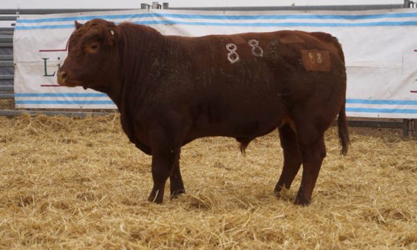 CORRAL 27 - N. 88