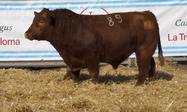 CORRAL 40 - N. 89