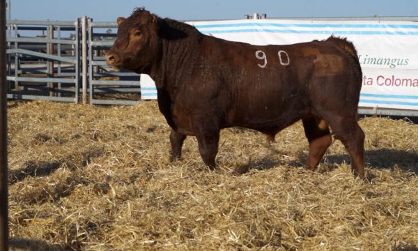 CORRAL 39 - N. 90