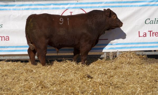 CORRAL 40 - N. 91
