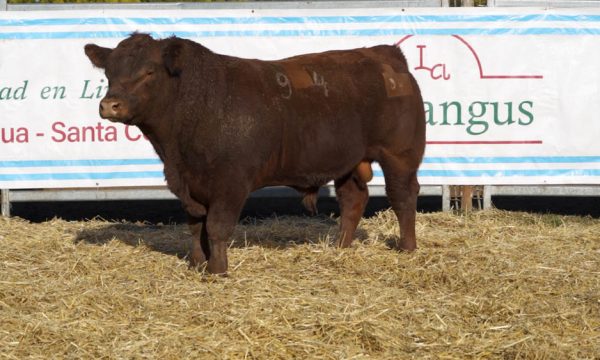 CORRAL 36 - N. 94
