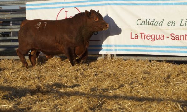 CORRAL 25 - N. 97