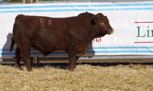 CORRAL 02 - N. 98